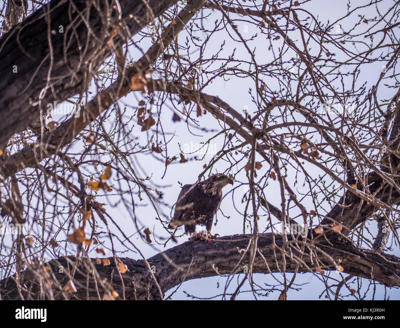 Un bambino aquila calva dines sulla sua uccidere in un albero, autunno, Rocky Mountain Arsenal National Wildlife Refuge, Commerce City, Colorado. Foto Stock