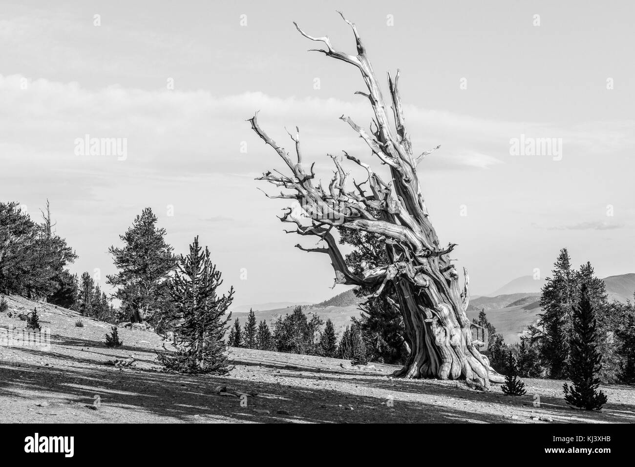 Bristlecone antica pineta - una area protetta di alta nelle White Mountains nella contea di inyo in California orientale. Foto Stock