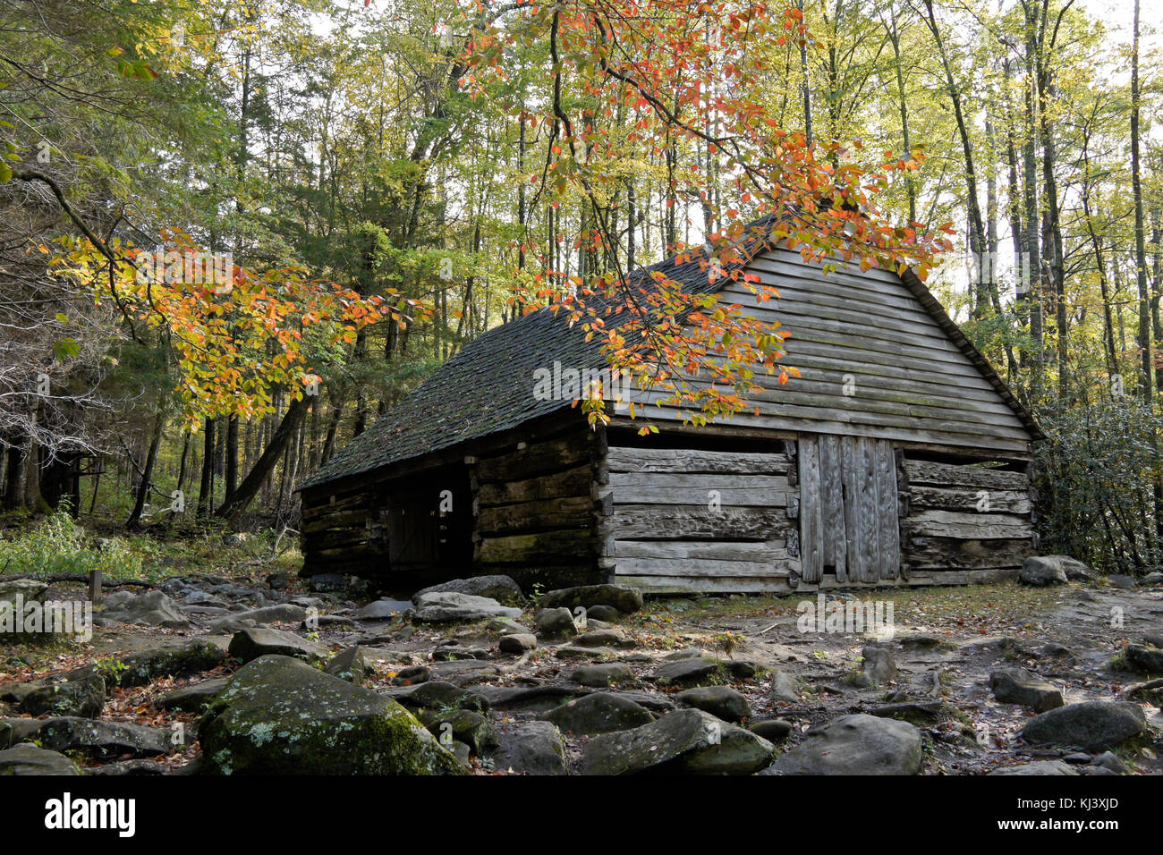 Il fogliame di autunno e il legno vecchio fienile a Noè "Bud" Ogle posto, Roaring Fork Motor Sentiero Natura, Great Smoky Mountains National Park, Tennessee Foto Stock