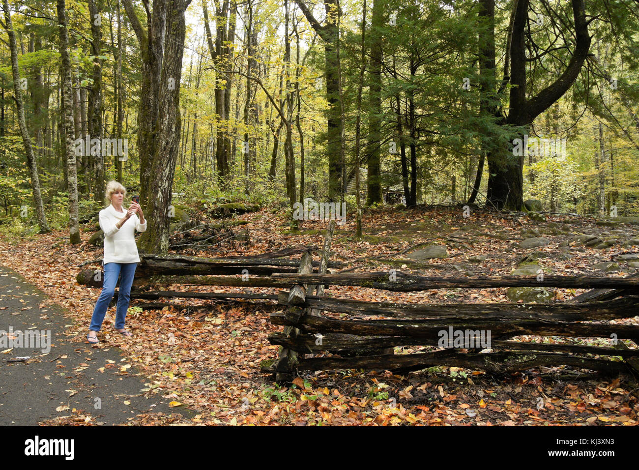 Donna Fotografa Colore di autunno e split cancellata con un telefono cellulare, Roaring Fork Motor Sentiero Natura, Great Smoky Mountains National Park, Tennessee Foto Stock