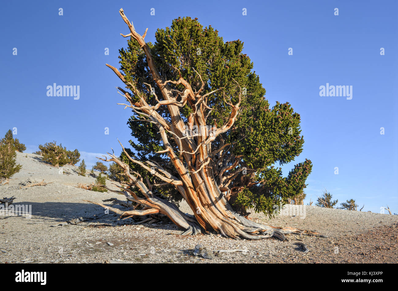 Bristlecone antica pineta - una area protetta di alta nelle White Mountains nella contea di inyo in California orientale. Foto Stock