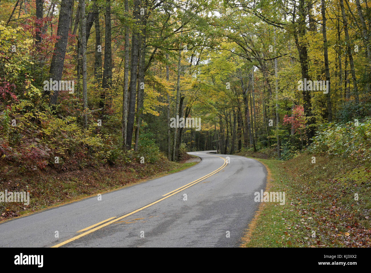 Il fogliame di autunno lungo il piccolo fiume Road, Great Smoky Mountains National Park, Tennessee Foto Stock