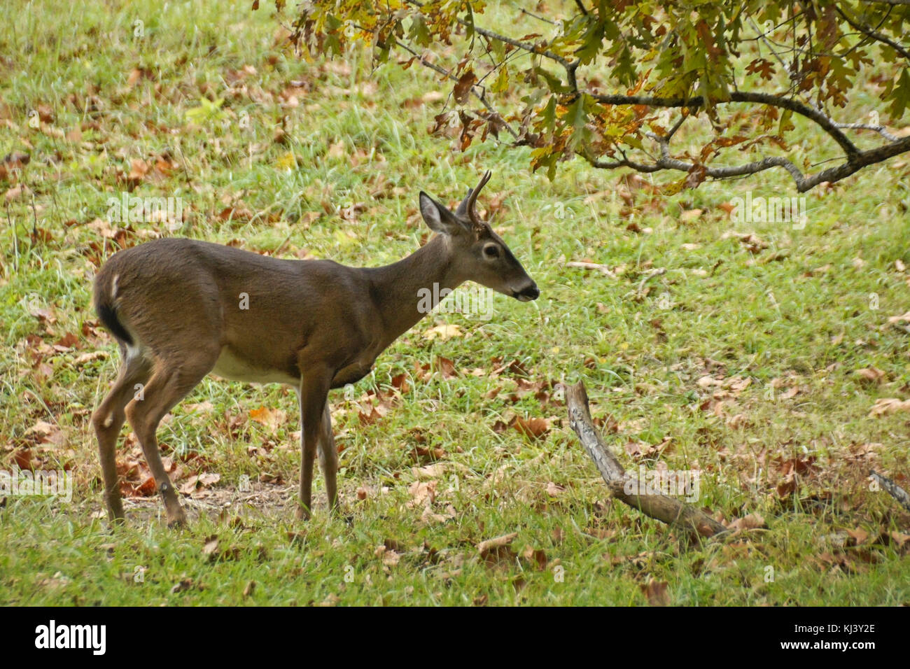 Giovane cervo maschio dalla coda bianca (coda bianca) a Cades Cove, Great Smoky Mountains National Park, Tennessee Foto Stock