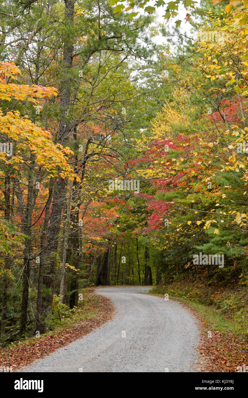 Fogliame di autunno ricco lungo la strada di montagna fuori Cades Cove, Great Smoky Mountains National Park, Tennessee Foto Stock