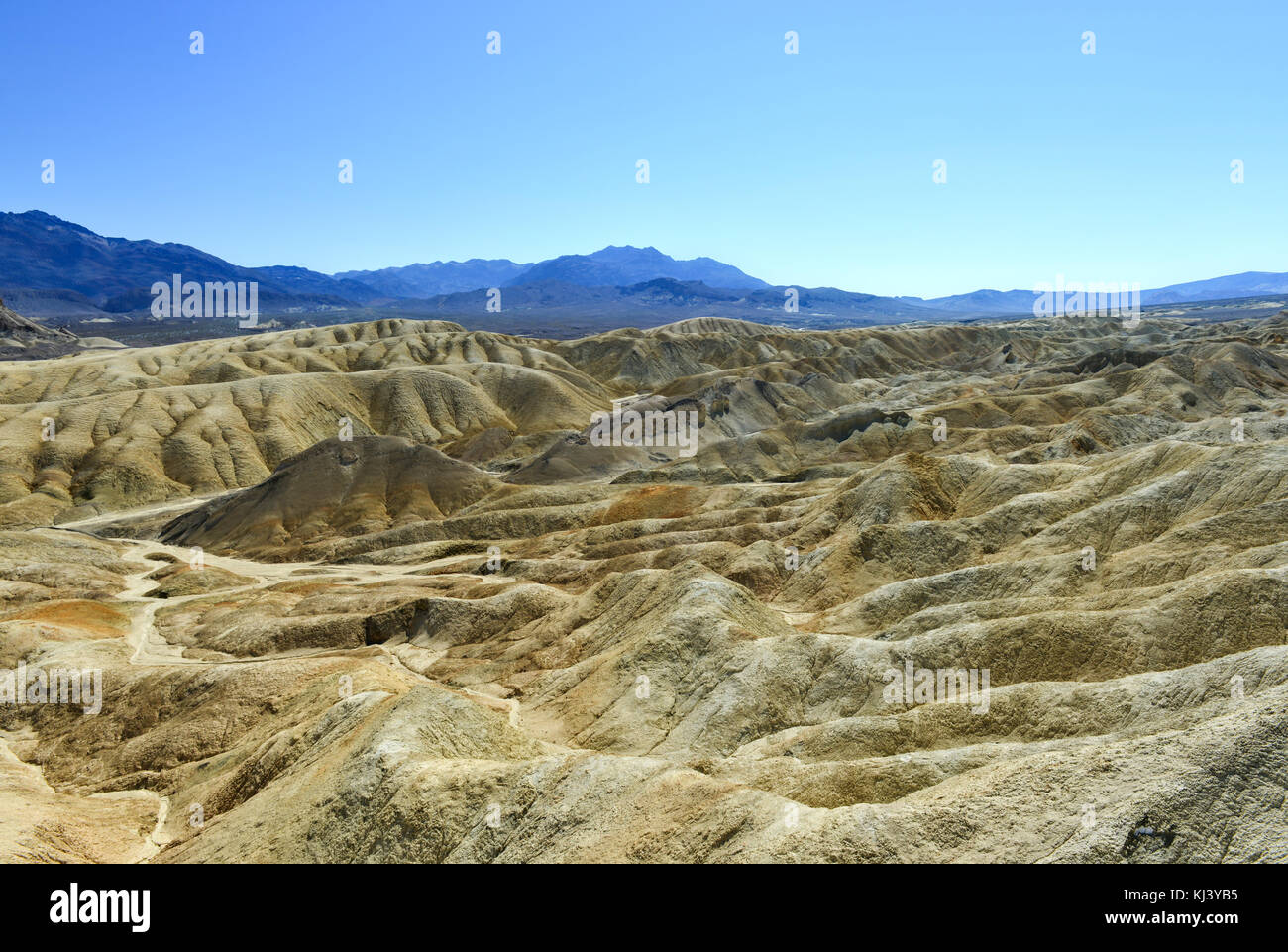 Venti team mule canyon road, il parco nazionale della valle della morte. 20-mulo squadre erano le squadre di 18 muli e 2 cavalli attaccati ai grandi carri che traghettato bora Foto Stock