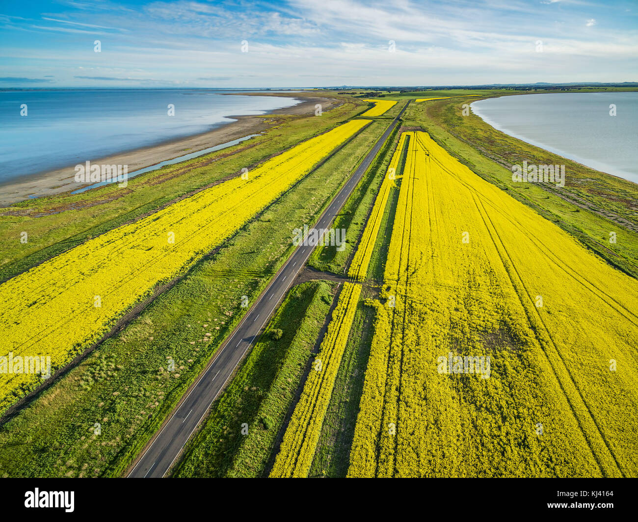 Strada diritta, passando attraverso il giallo dei campi di canola e laghi in australia - vista aerea Foto Stock