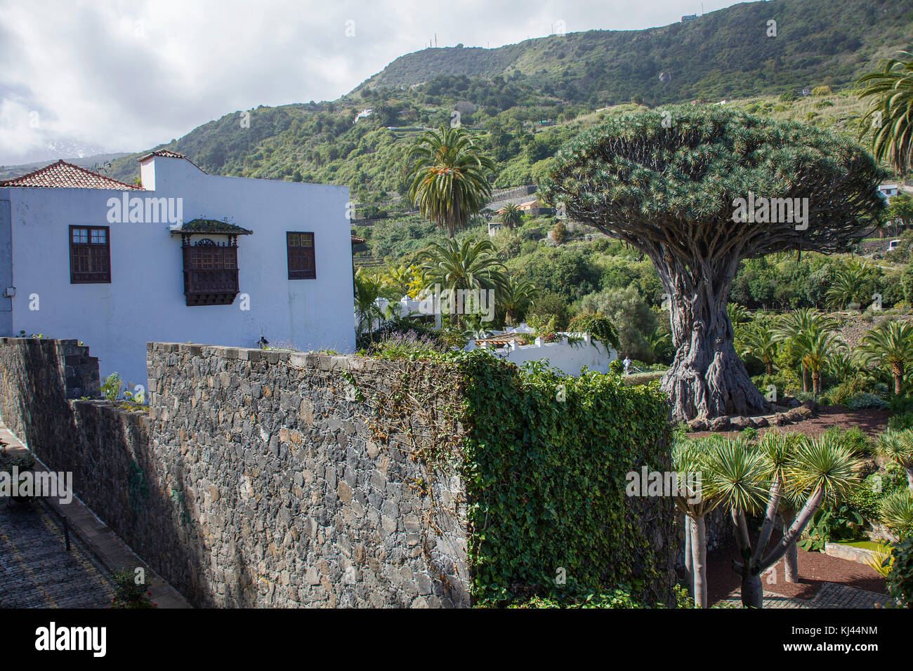 Drago milenario, il più famoso dragon tree (Dracaena draco) a isole canarie, 400 anni, villaggio a Icod de los Vinos, isole di Tenerife Foto Stock