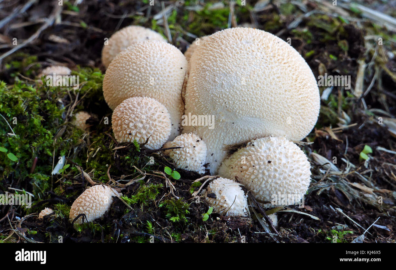 Lycoperdon pyriforme,(a pera puffball) (33102940730) Foto Stock