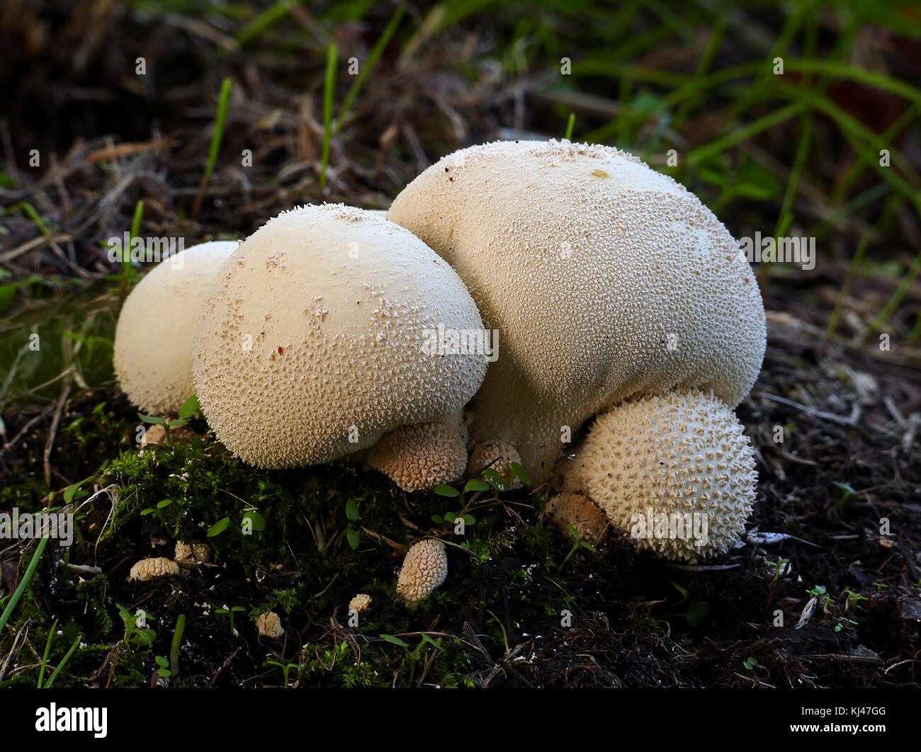 Il Lycoperdon pyriforme, comunemente noto come palla di pere, è un tipo di fungo che si trova nelle aree boschive. Rilascia spore quando matura, giocando un ruolo negli ecosistemi forestali e nel processo di decomposizione. Foto Stock