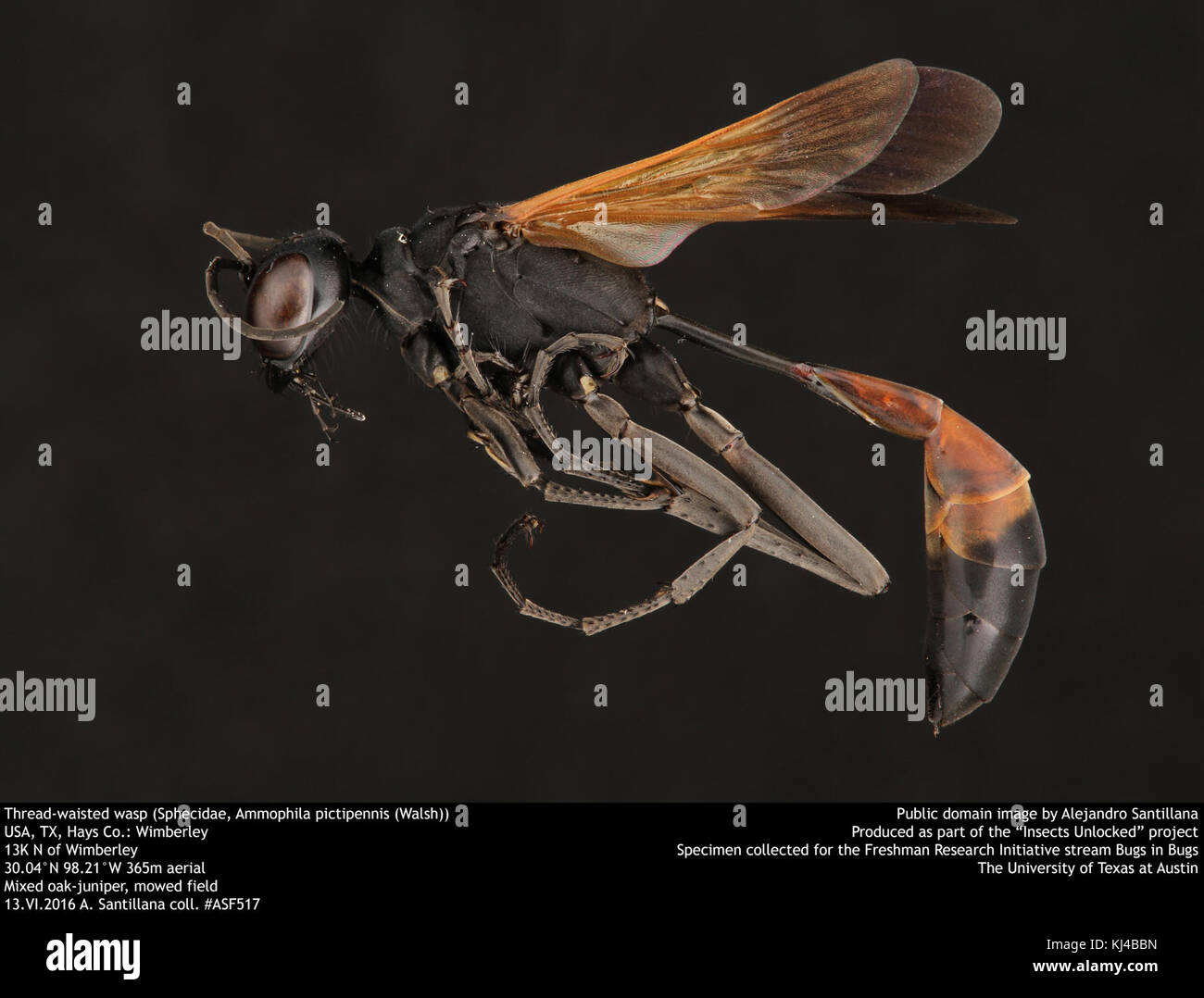 Thread-cintata wasp (, Sphecidae Ammophila pictipennis (Walsh)) (35902885330) Foto Stock