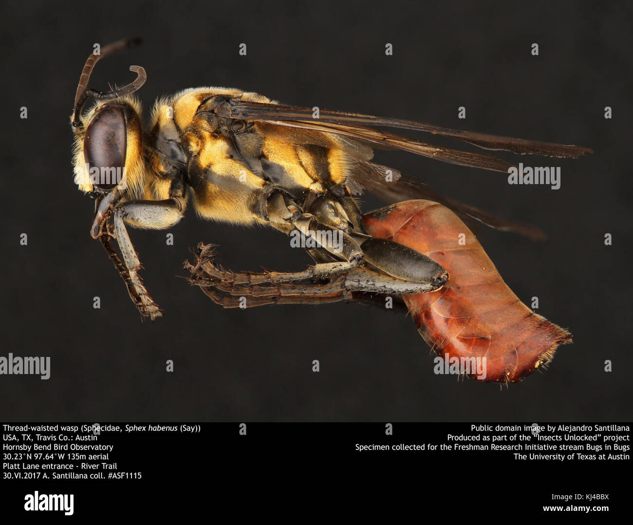 Thread-cintata wasp (Sphecidae, Sphex habenus (dire)) (36255665806) Foto Stock