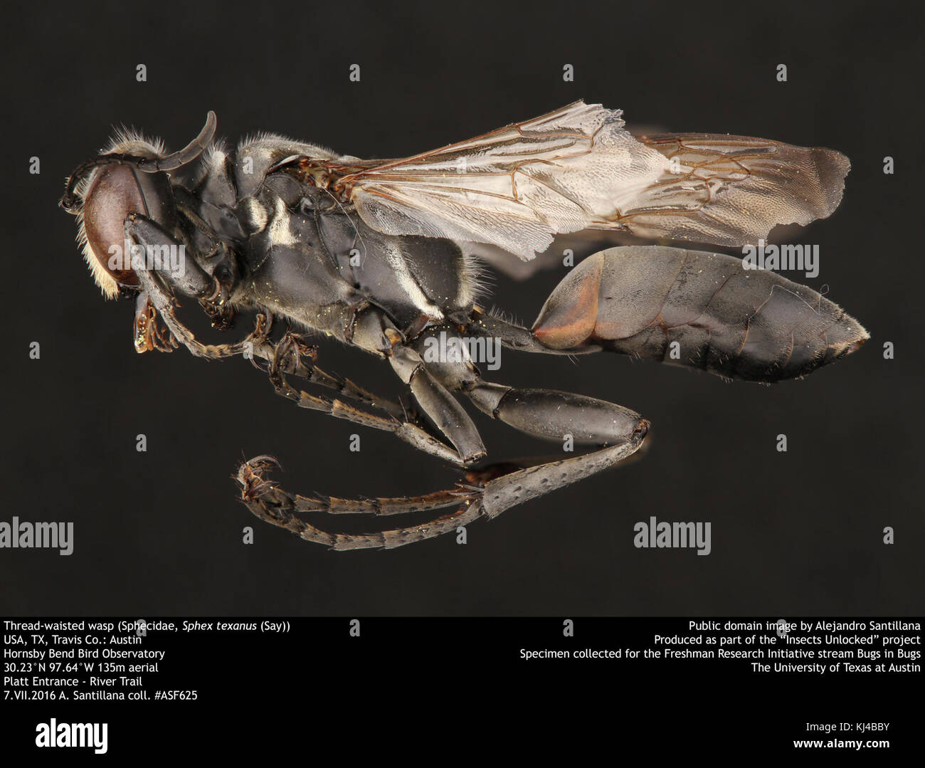 Thread-cintata wasp (Sphecidae, Sphex texanus (dire)) (36130184502) Foto Stock