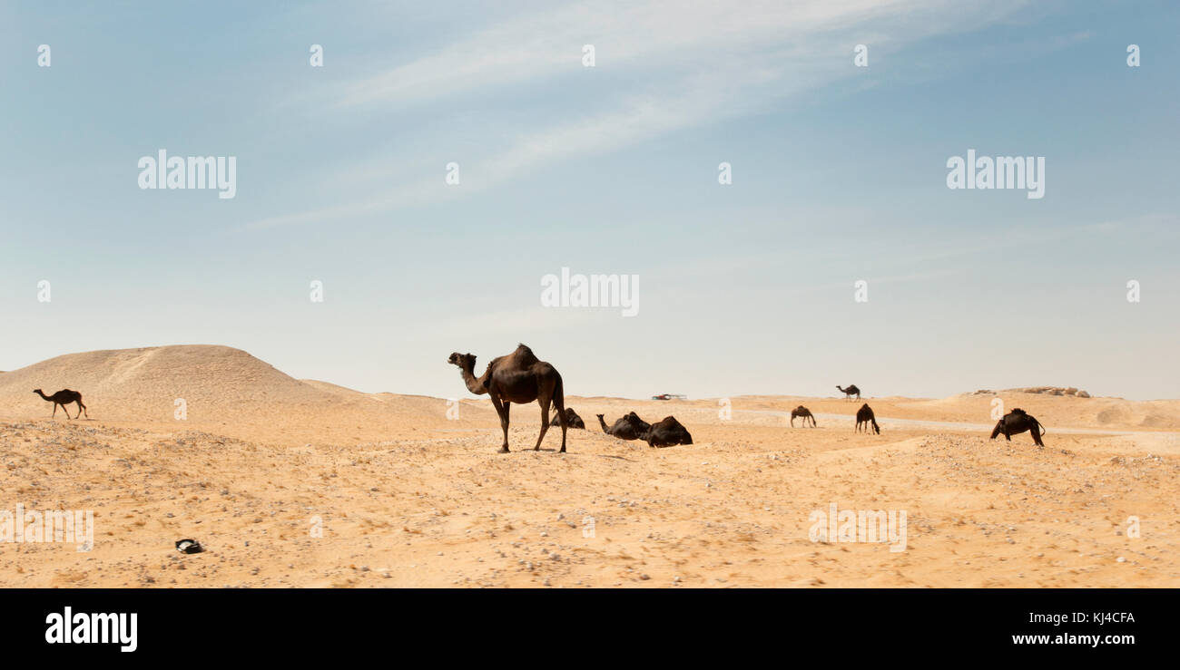 Dromedario lungo la strada a Empty Quarter (Arabia Saudita) Foto Stock