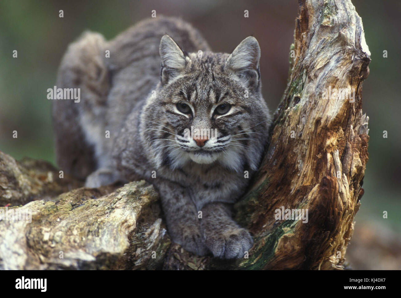 Un bobcat, un felino selvatico originario del Nord America, è raffigurato seduto su un albero. Noti per la loro natura solitaria, i bobcats sono scalatori e cacciatori esperti. In genere abitano foreste, praterie e aree suburbane. La loro dieta include piccoli mammiferi, uccelli e rettili. I Bobcats sono animali sfuggenti e soprattutto notturni. Foto Stock
