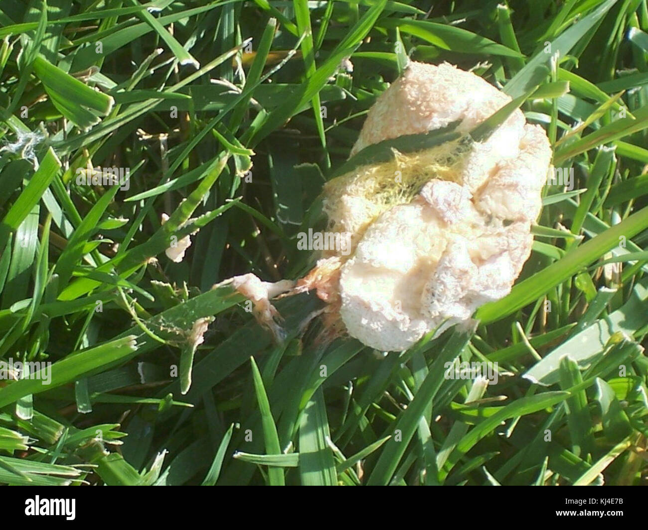 Stampo di fango DP2 Foto Stock