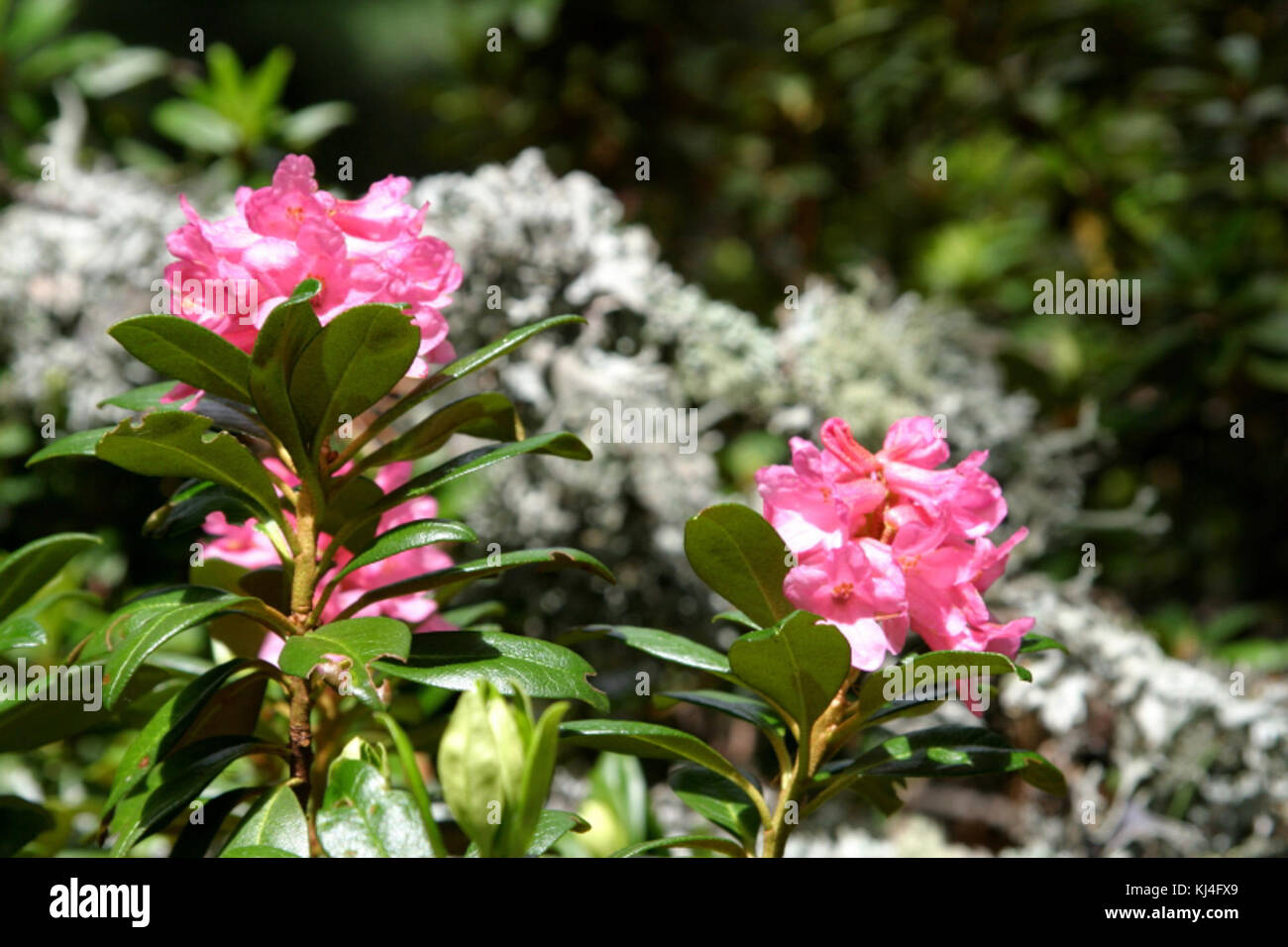 Bildtankstelle è un termine che si riferisce probabilmente a una specifica stazione o archivio di immagini, possibilmente correlato alla memorizzazione o alla raccolta di immagini. Il contesto potrebbe includere la fotografia, la conservazione storica o i media. Foto Stock