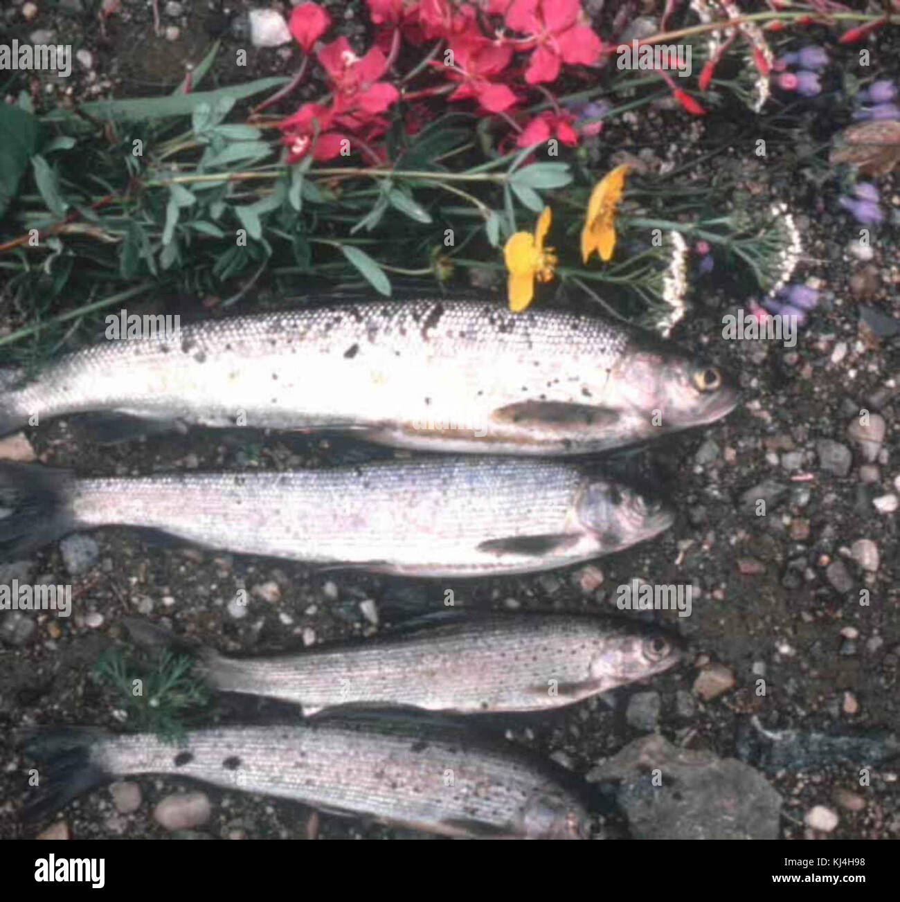 Questa immagine raffigura i pesci catturati e messi a terra, eventualmente per la preparazione o l'ispezione, che mostrano un momento nelle pratiche di pesca o nella vita locale. Foto Stock