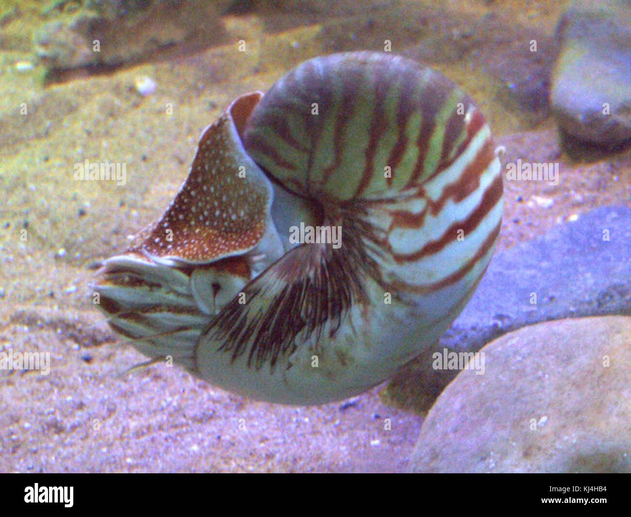 Nautilus pompilio Foto Stock