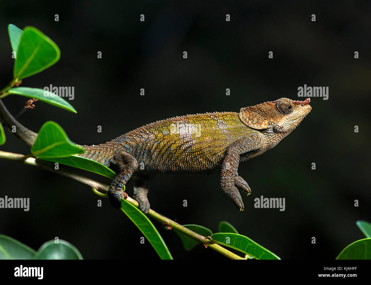 Criptico (camaleonte calumma crypticus), (chameleonidae), endemica del Madagascar, anjozorobe parco nazionale del Madagascar Foto Stock