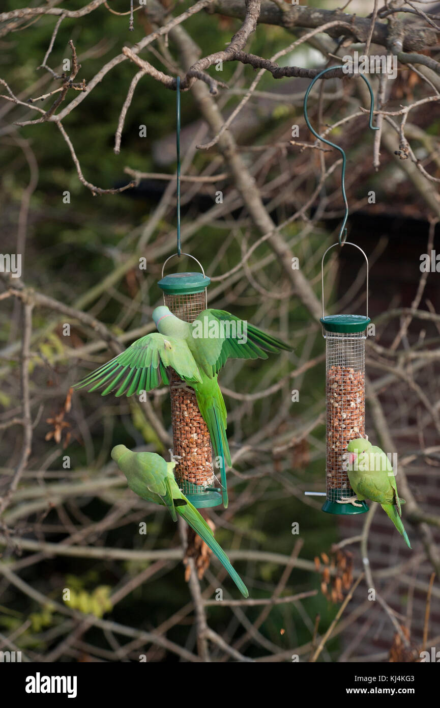 Anello di colli di cocorite o rosa-inanellati parrocchetti, (Psittacula krameri), alimentazione da Bird Feeder, london, Regno Unito Foto Stock