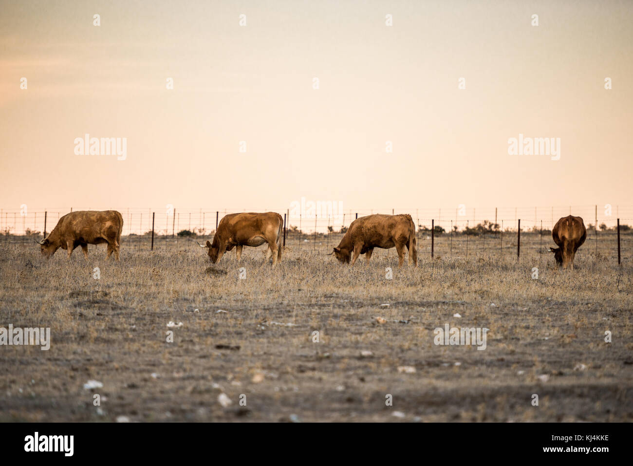 Un gruppo di quattro mucche pascolano in un paesaggio desertico della steppa durante un lungo periodo di siccità. Cáceres, Estremadura, Spagna. Foto Stock