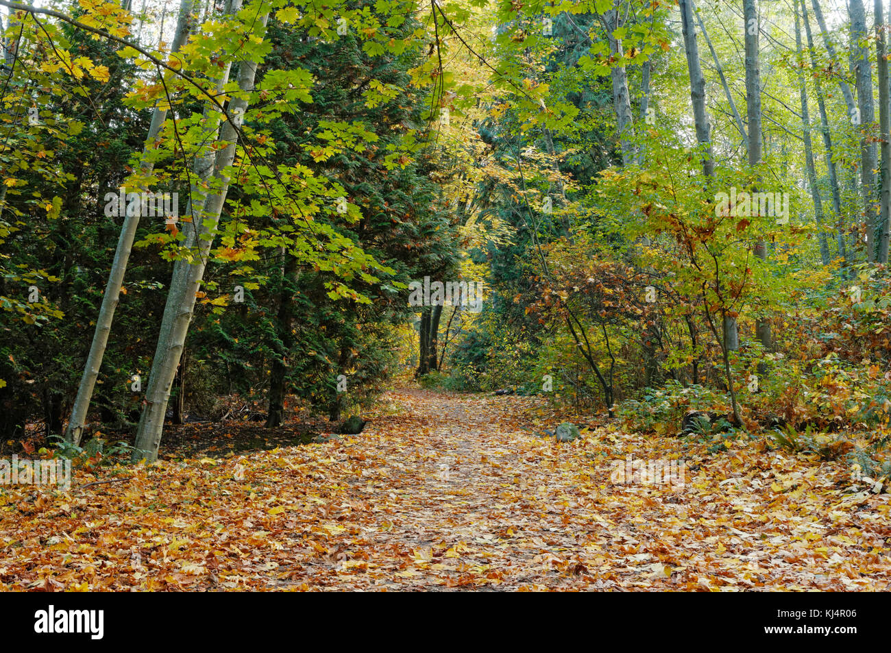 Sentiero coperto di caduta foglie di autunno che conduce in un misto di latifoglie e la foresta di conifere, Vancouver, BC, Canada Foto Stock