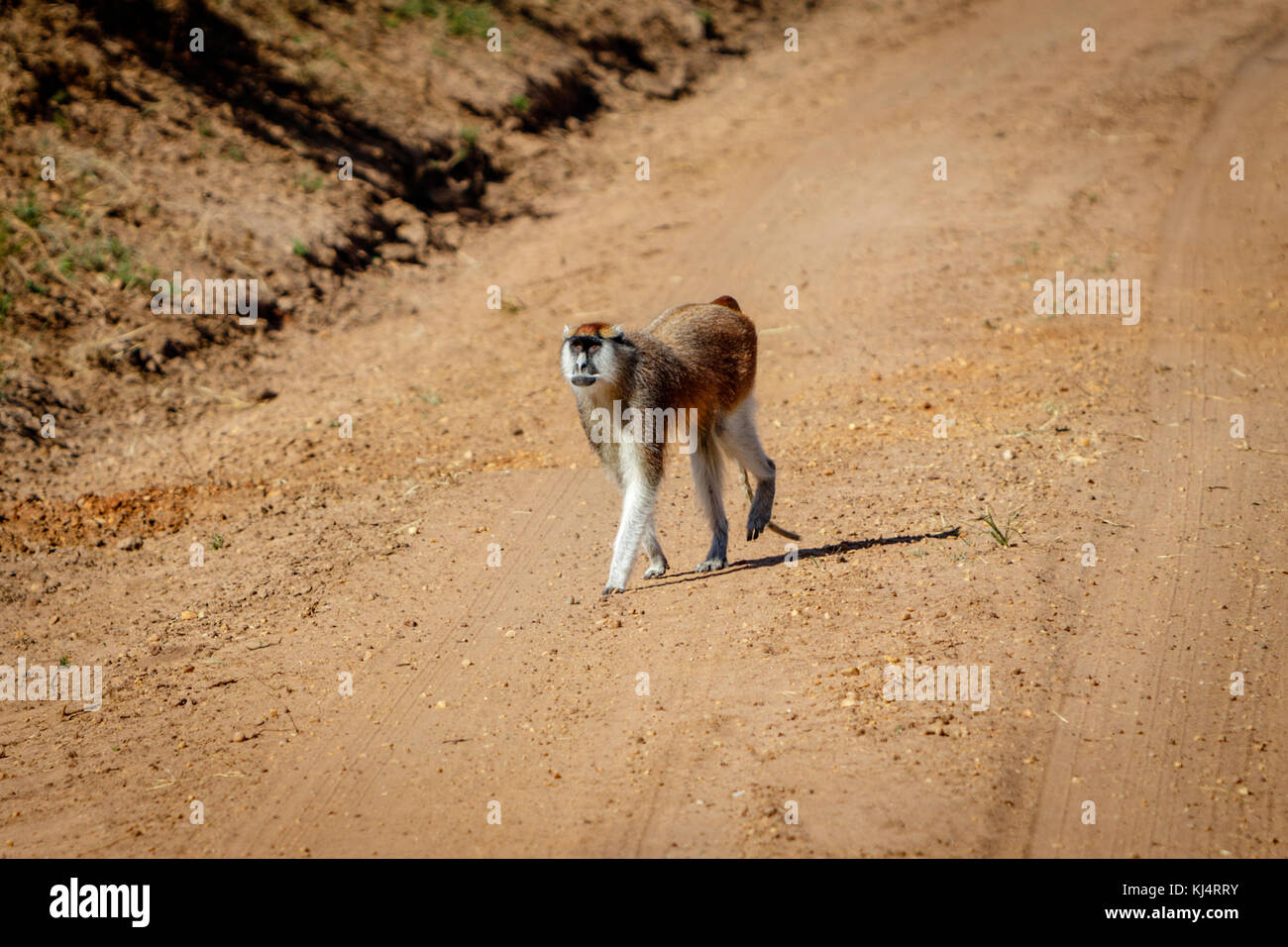Un curioso patas monkey dopo il safari auto con la speranza di ottenere un po' di cibo in Murchison Falls National Park in Uganda. Foto Stock