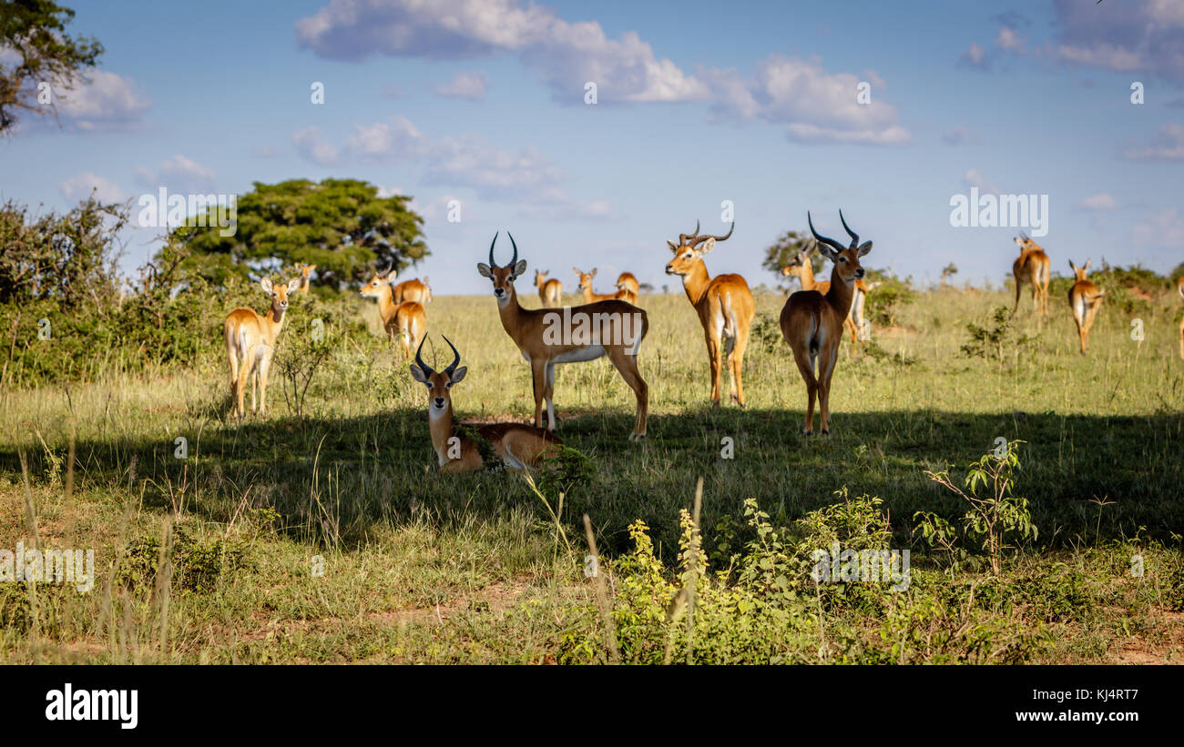 Molti uganda kob illuminata dal tramonto nel Murchison Falls National Park nelle immediate vicinanze del lago Albert. Foto Stock