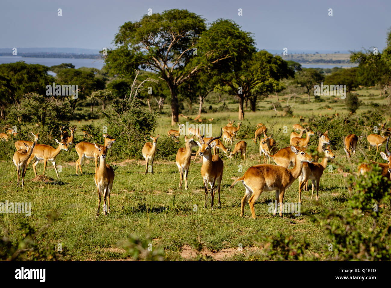 Molti uganda kob illuminata dal tramonto nel Murchison Falls National Park nelle immediate vicinanze del lago Albert. Foto Stock