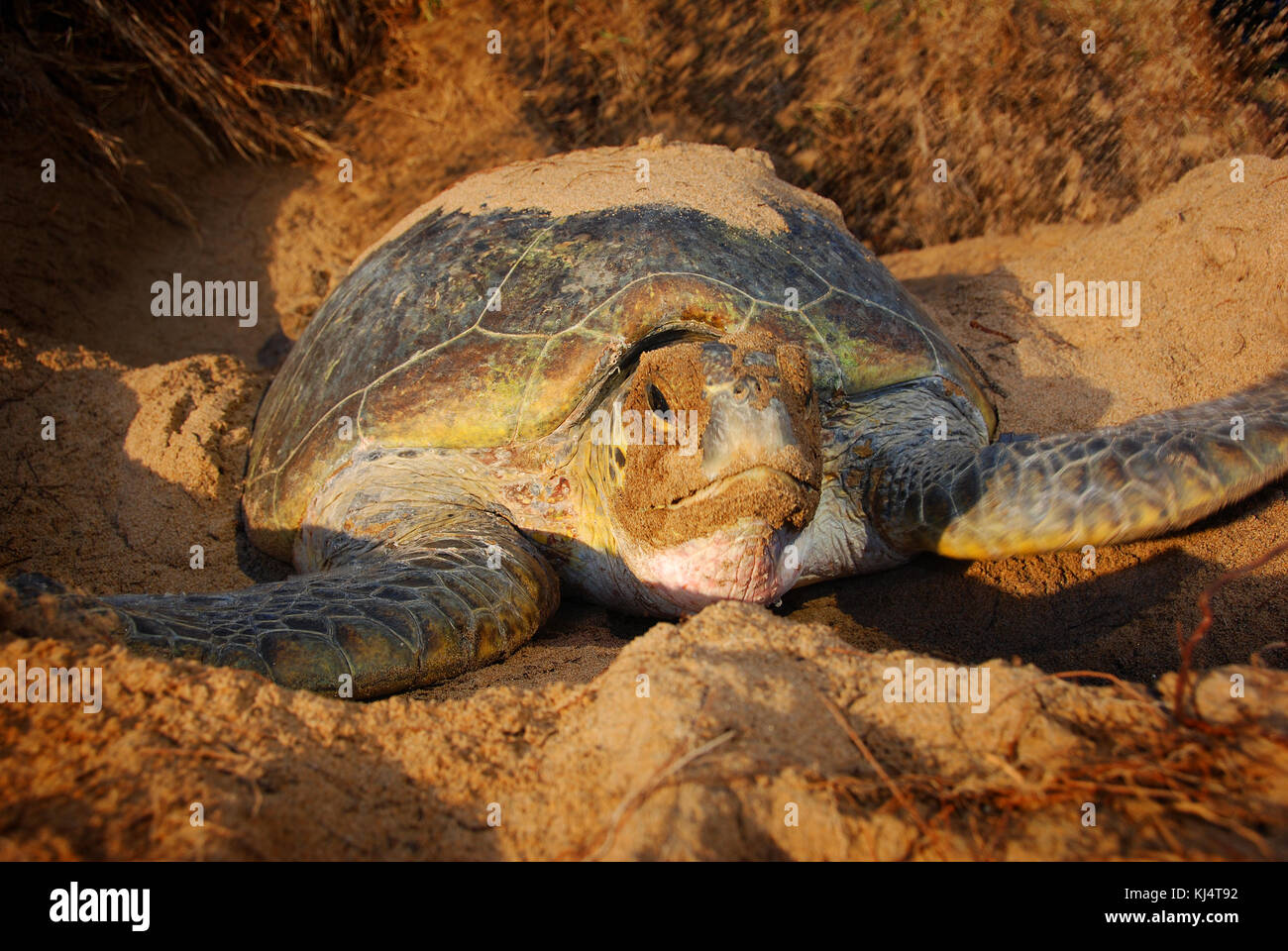 Tartaruga Verde (Chelonia Mydas) Moore Park Beach, Queensland, Australia. Le tartarughe femmina vengono a riva durante la stagione di nidificazione da Novembre a Marzo. Foto Stock