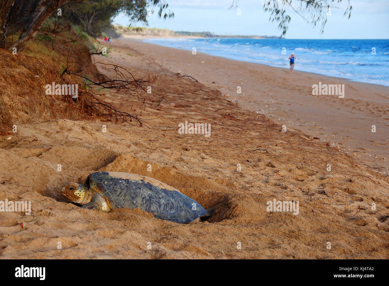 Tartaruga Verde (Chelonia Mydas) Moore Park Beach, Queensland, Australia. Le tartarughe femmina vengono a riva durante la stagione di nidificazione da Novembre a Marzo. Foto Stock