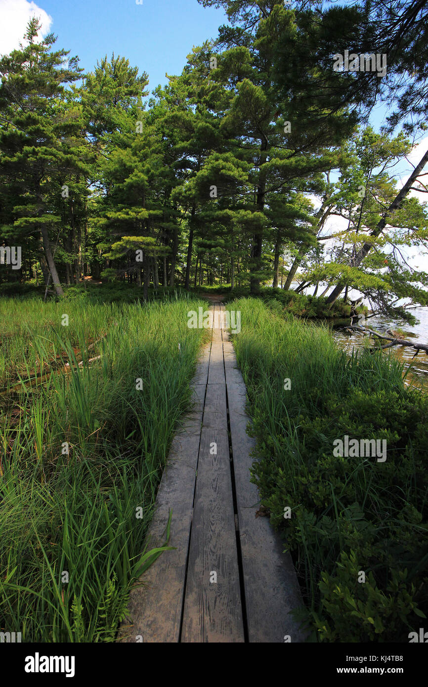 Camminatoi in Michigan Foto Stock