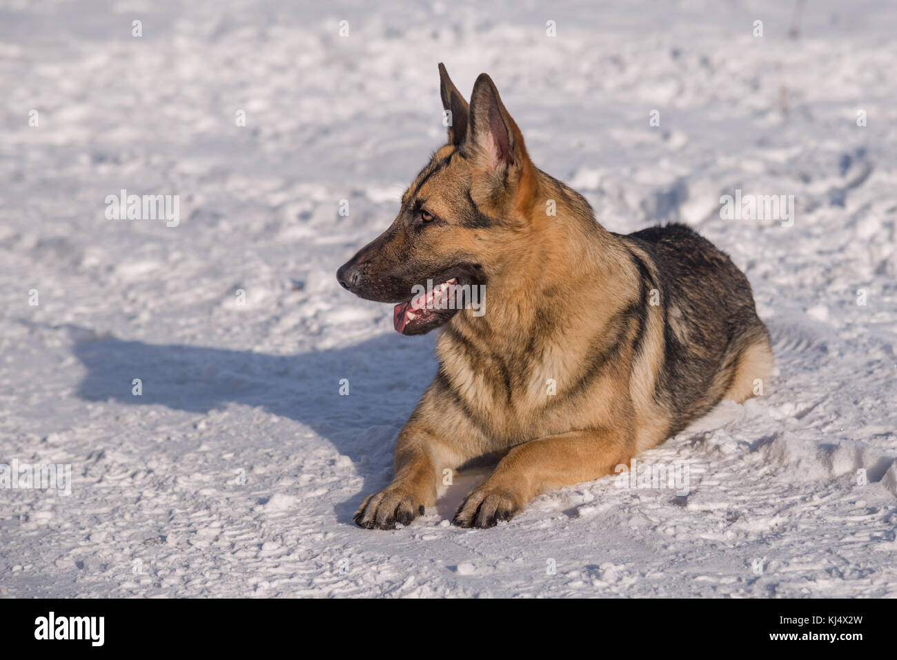 Alsaziano cane sul lago ghiacciato Foto Stock