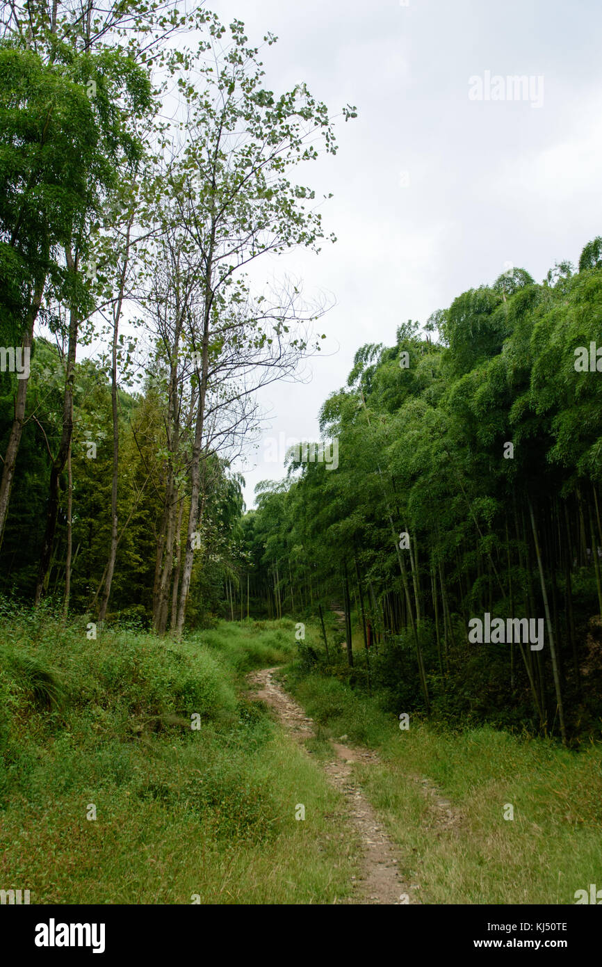 Sentiero di ghiaia che conduce fino al bambù di foreste di montagna a Moganshan in Cina Foto Stock