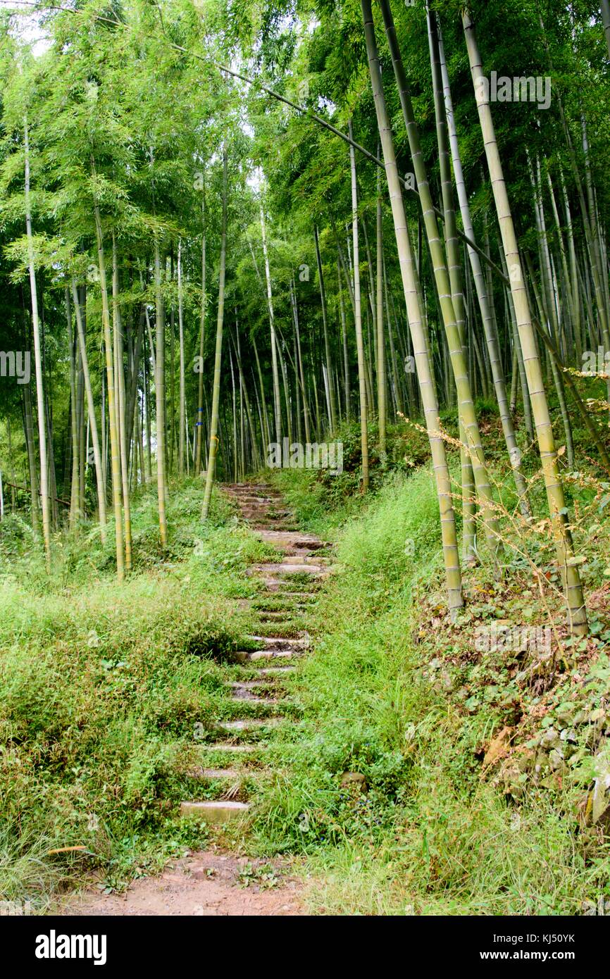 Scale che portano il sentiero nella foresta di bamboo a Moganshan in Cina Foto Stock