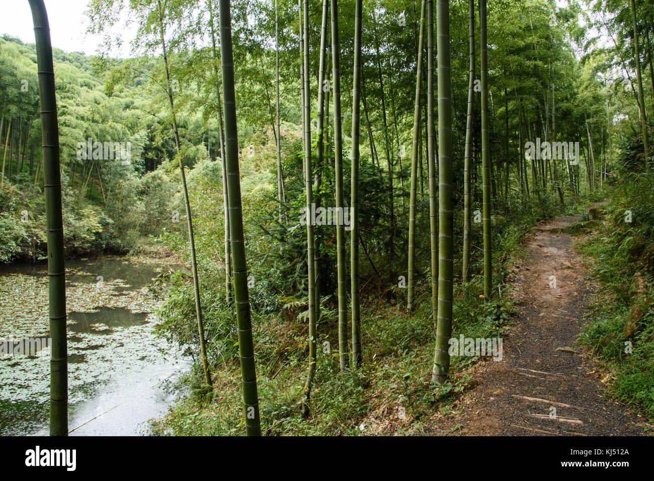 Via via che conduce pass diga nella foresta di bamboo a Moganshan in Cina Foto Stock