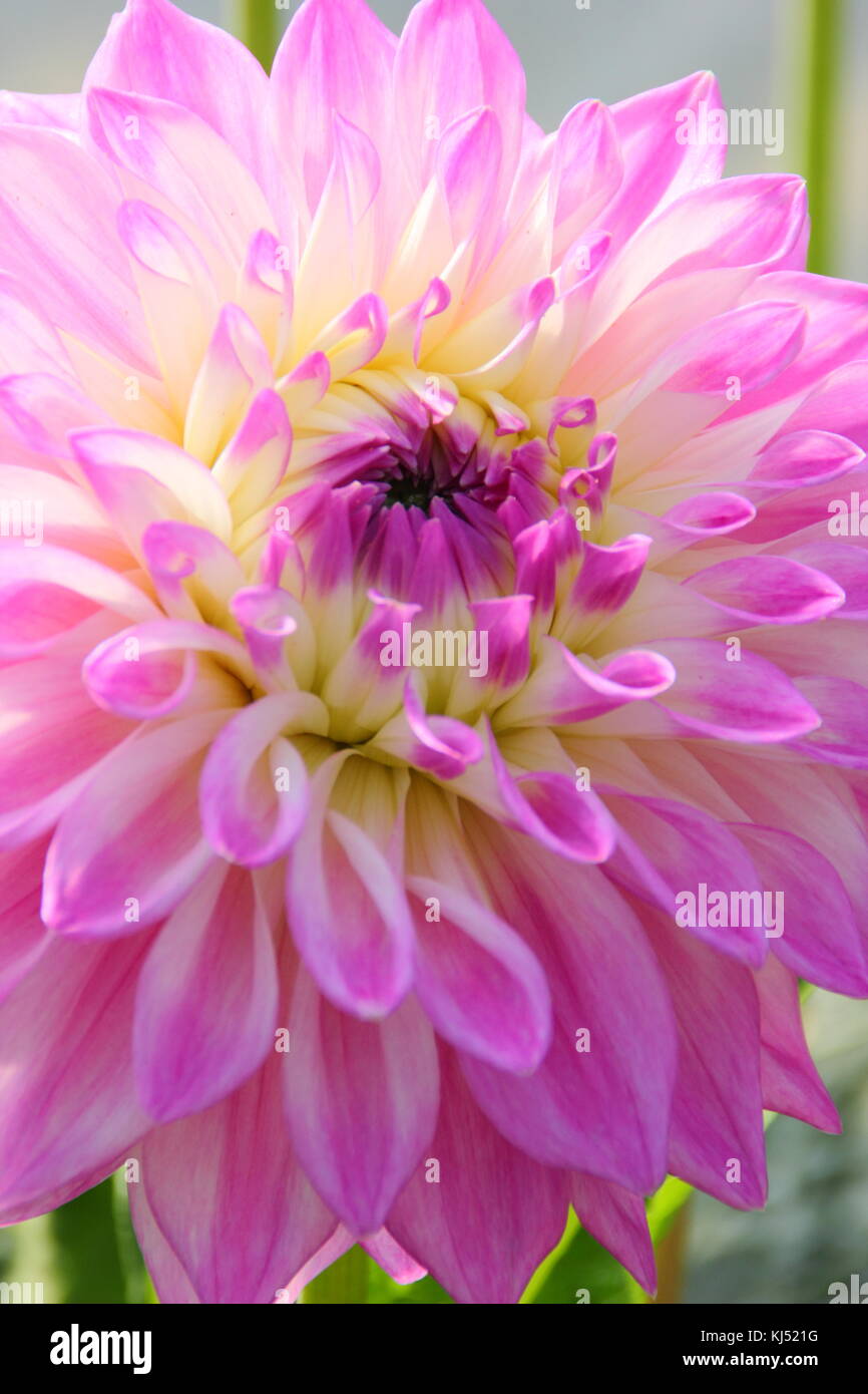 Dahlia 'Newfield Maggie' in piena fioritura a livello nazionale Dahlia prova società giardino, Golden Acre Park, Leeds, England, Regno Unito Foto Stock