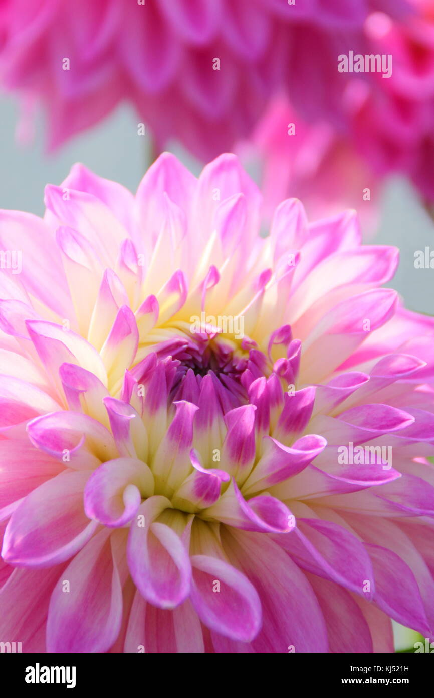 Dahlia 'Newfield Maggie' in piena fioritura a livello nazionale Dahlia prova società giardino, Golden Acre Park, Leeds, England, Regno Unito Foto Stock