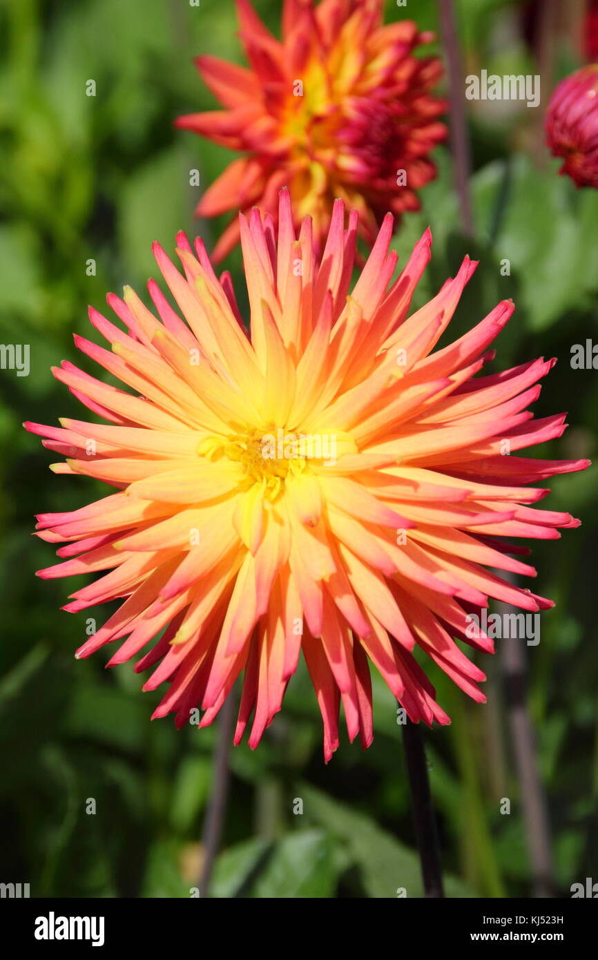 Dahlia 'Jusudi Aurora" in piena fioritura a livello nazionale Dahlia prova società giardino, Golden Acre Park, Leeds, England, Regno Unito Foto Stock