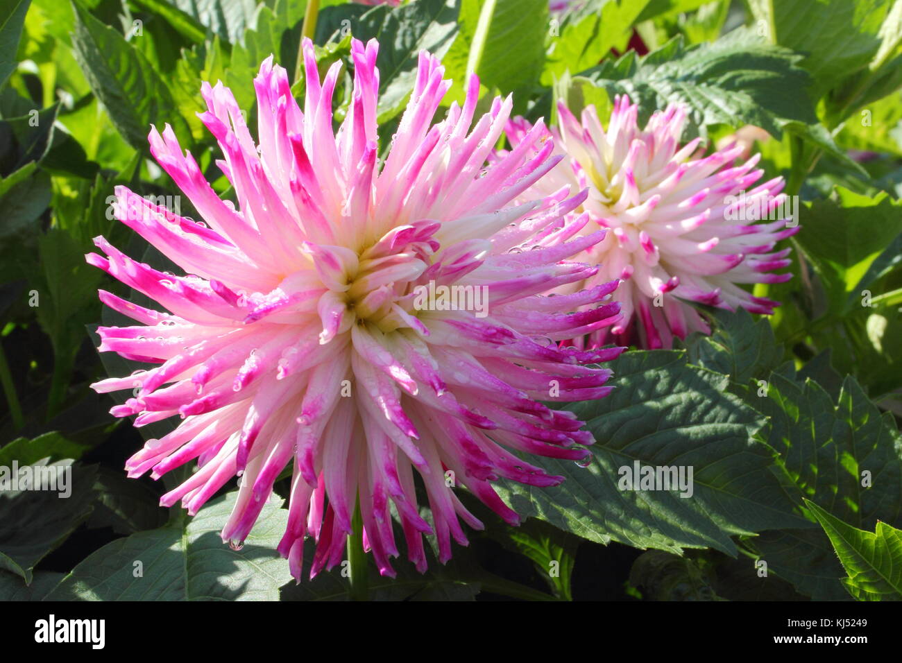 Dahlia 'Josudi Nettuno" in piena fioritura a livello nazionale Dahlia prova società giardino, Golden Acre Park, Leeds, England, Regno Unito Foto Stock