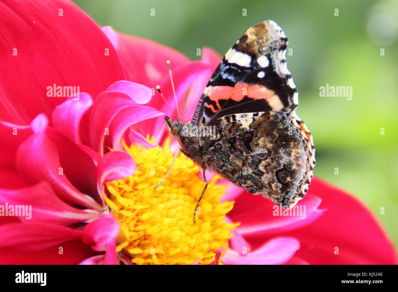 Farfalla su dahlia. Red Admiral Butterfly (Vanessa atalanta) che alimenta Dahlia 'Duddon Rose', Regno Unito Foto Stock