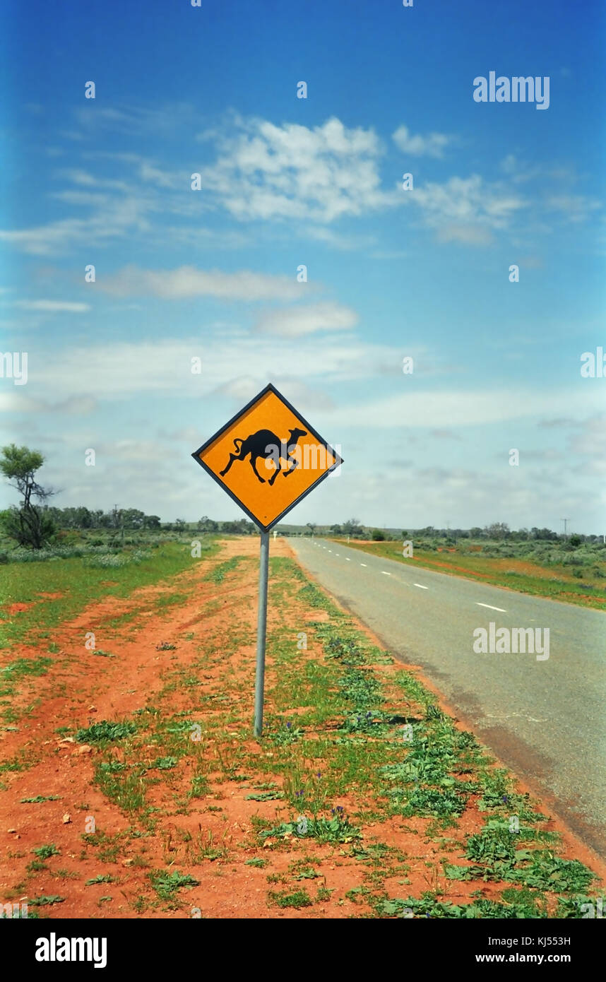 Attenzione: Cammelli! La Mitchell Highway tra Bourke e Byrock, New South Wales, Australia Foto Stock