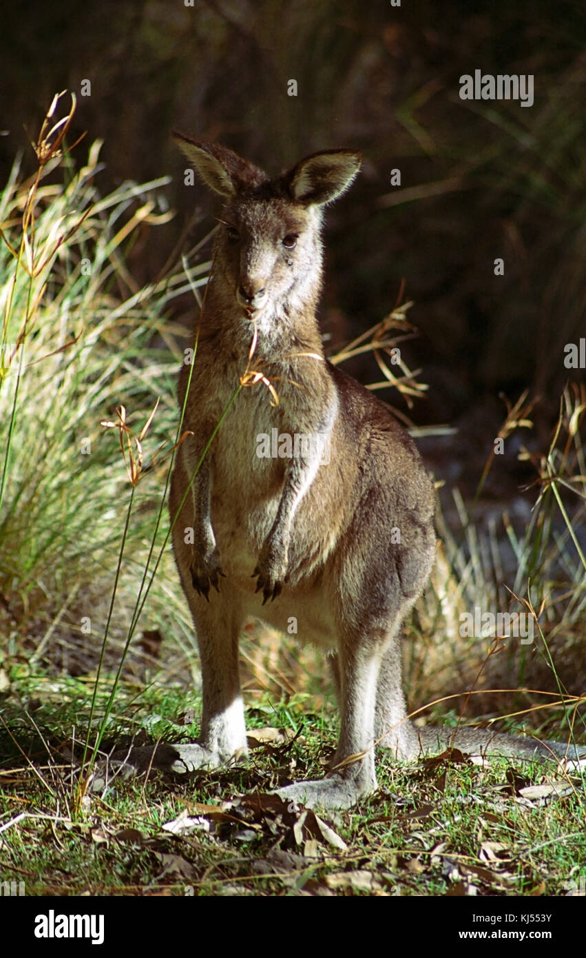 Rock Wallaby, Warrumbungle National Park, NSW, Australia Foto Stock