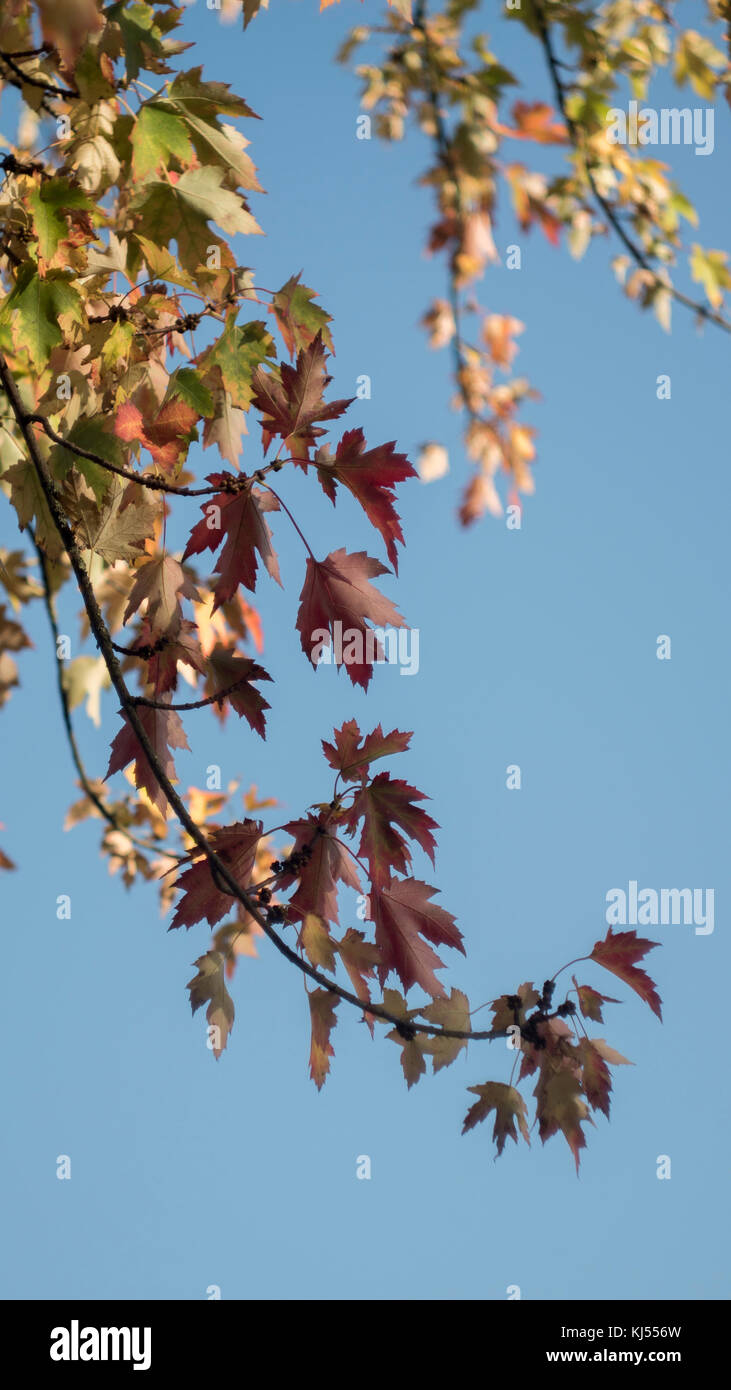 Albero di acero con foglie colorate in autunno Foto Stock