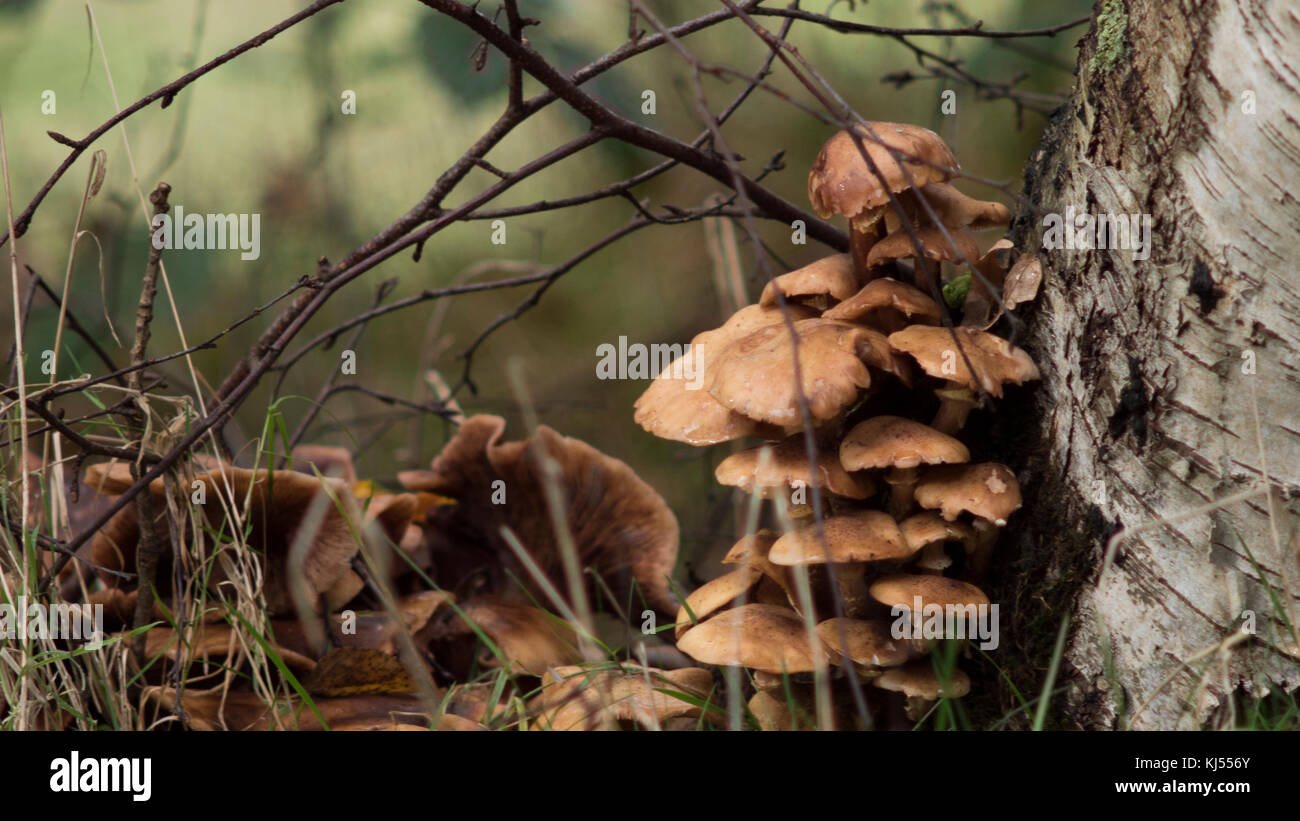 Sogno di funghi in autunno Foto Stock