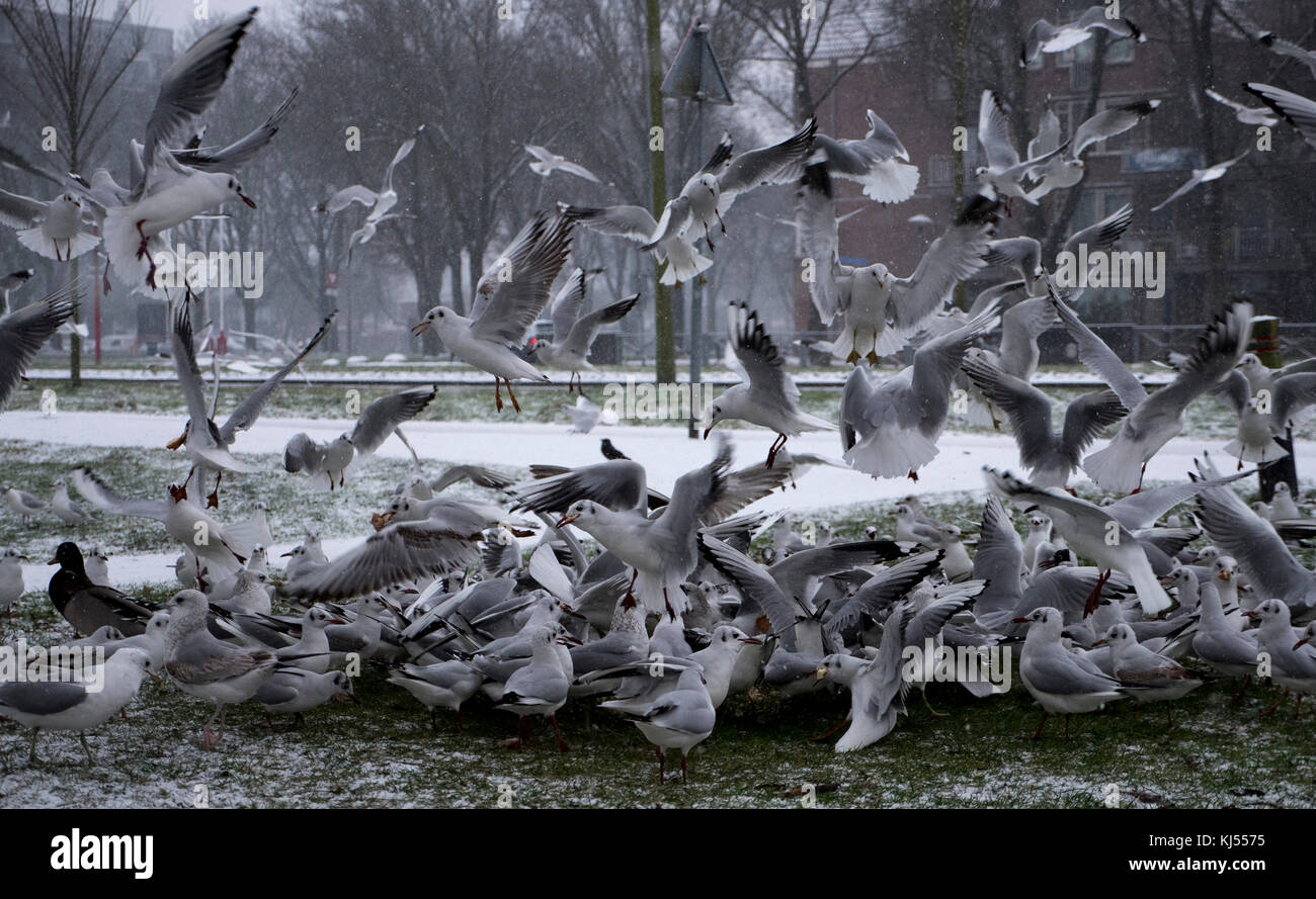 Flock of Seagulls avanzamento sul pane Foto Stock