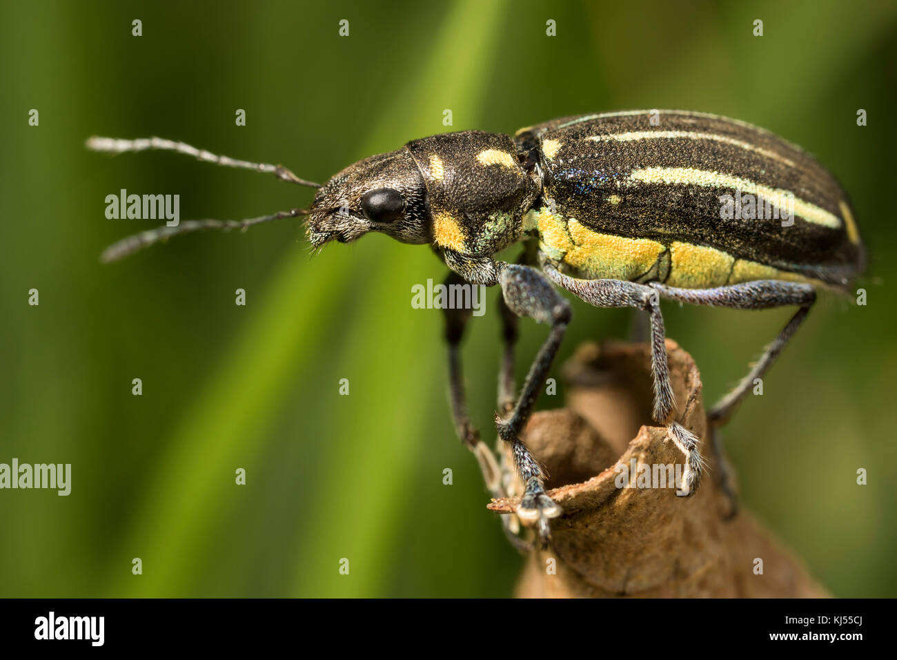 Nero e Giallo beetle su una foglia marrone con sfondo verde Foto Stock