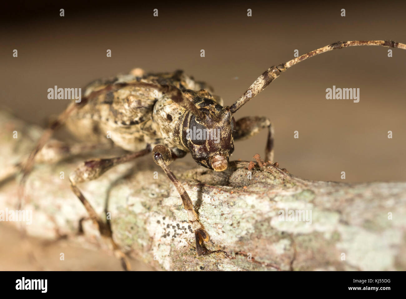 Longhorn beetle su un ramo di albero Foto Stock