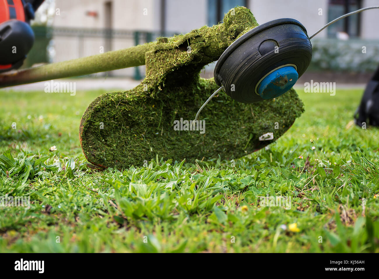 Taglio di erba / decespugliatore per la rifilatura di erba sovradimensionate Foto Stock