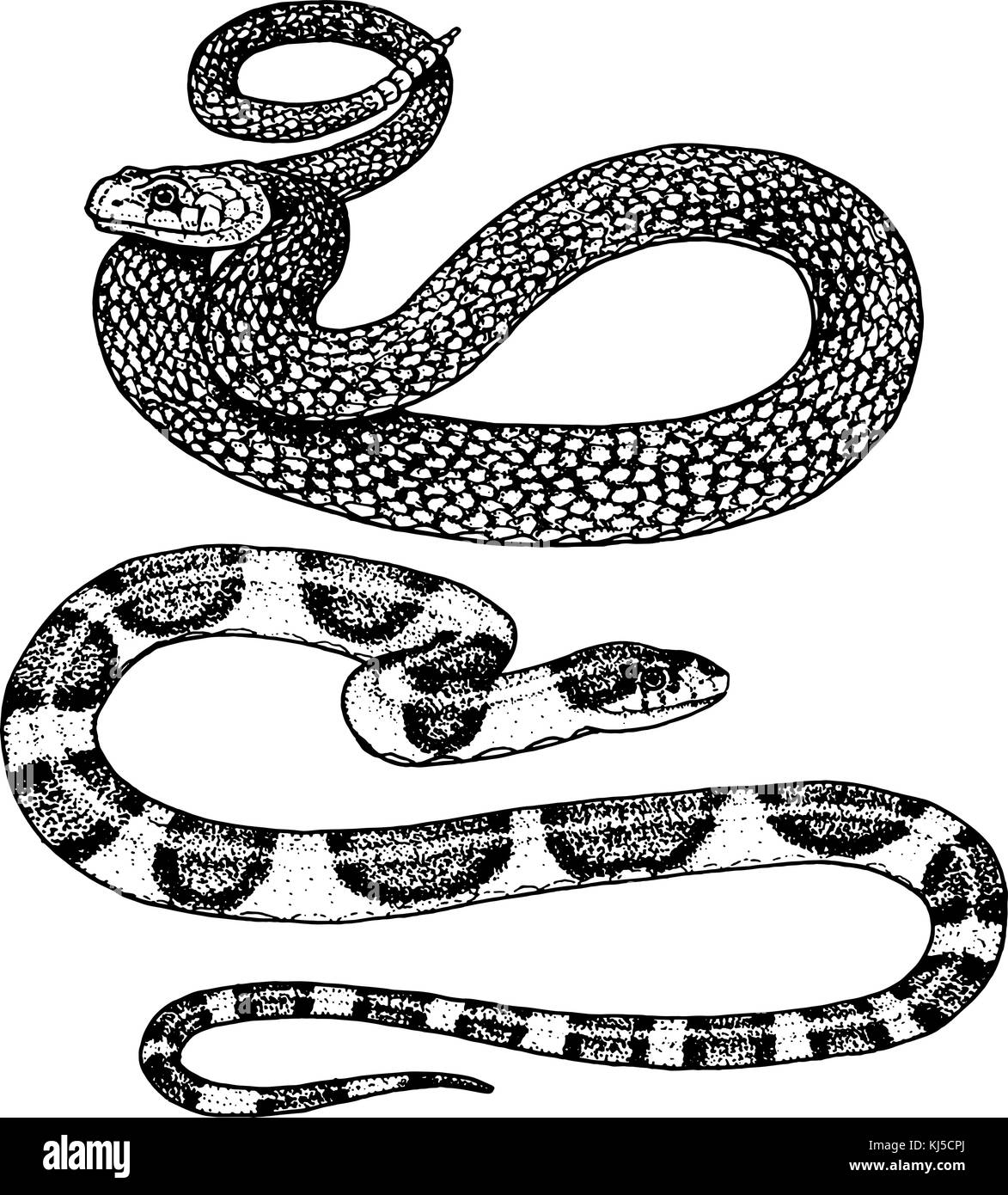 Viper snake. serpente cobra e Python, anaconda o VIPER, royal. incisi disegnati a mano nel vecchio sketch, in stile vintage per adesivo e tatuaggio. ophidian e ASP. Illustrazione Vettoriale